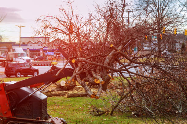 How Our Tree Care Process Works  in  Germantown, OH