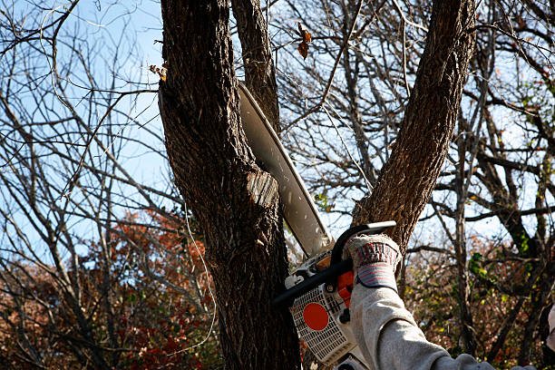 Professional Tree Services in Germantown, OH